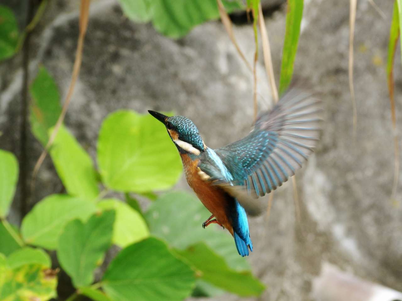 カワセミの若のホバリング（後半）_e0293921_21242790.jpg