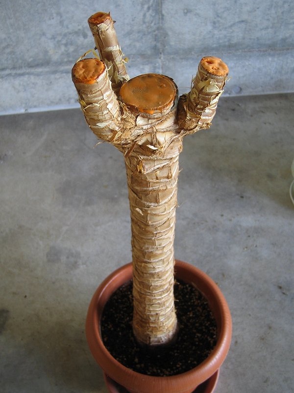青年の木の植え替えをしました パソコン教室くりっくのブログ