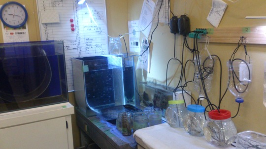 クラゲラボ 熱帯魚水槽レンタル メンテナンスのアクアリゾート リゾートな日々 クラゲラボ 熱帯魚水槽レンタル メンテナンスのアクアリゾート リゾートな日々