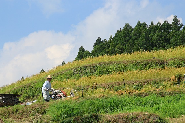 自然と調和した丸山千枚田_e0321325_11383056.jpg