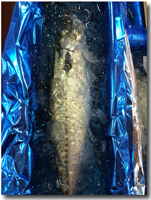 宮城県は石巻産！　一本釣りの金華鯖（きんかさば）！！_d0069838_21294769.jpg