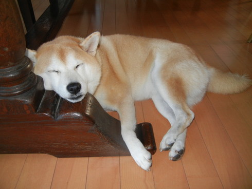 ’14,8,26(火)水彩画教室と黒猫!_f0060461_1035598.jpg