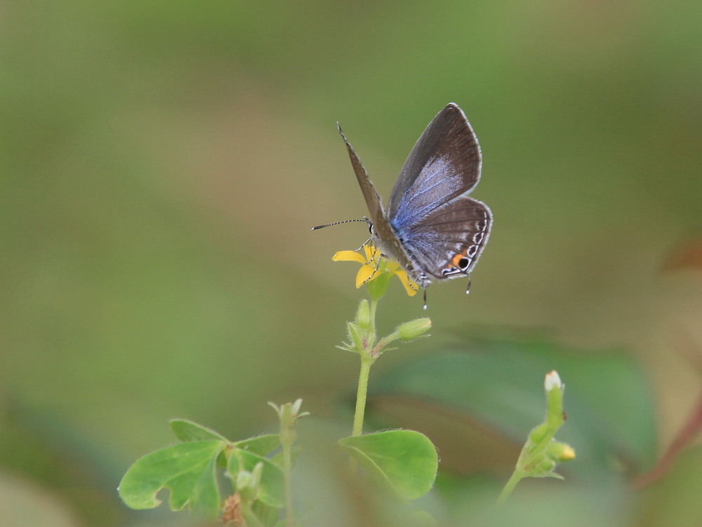 クロマダラソテツシジミ これもわんさか。 2014.6.20-23沖縄18 _a0146869_651126.jpg