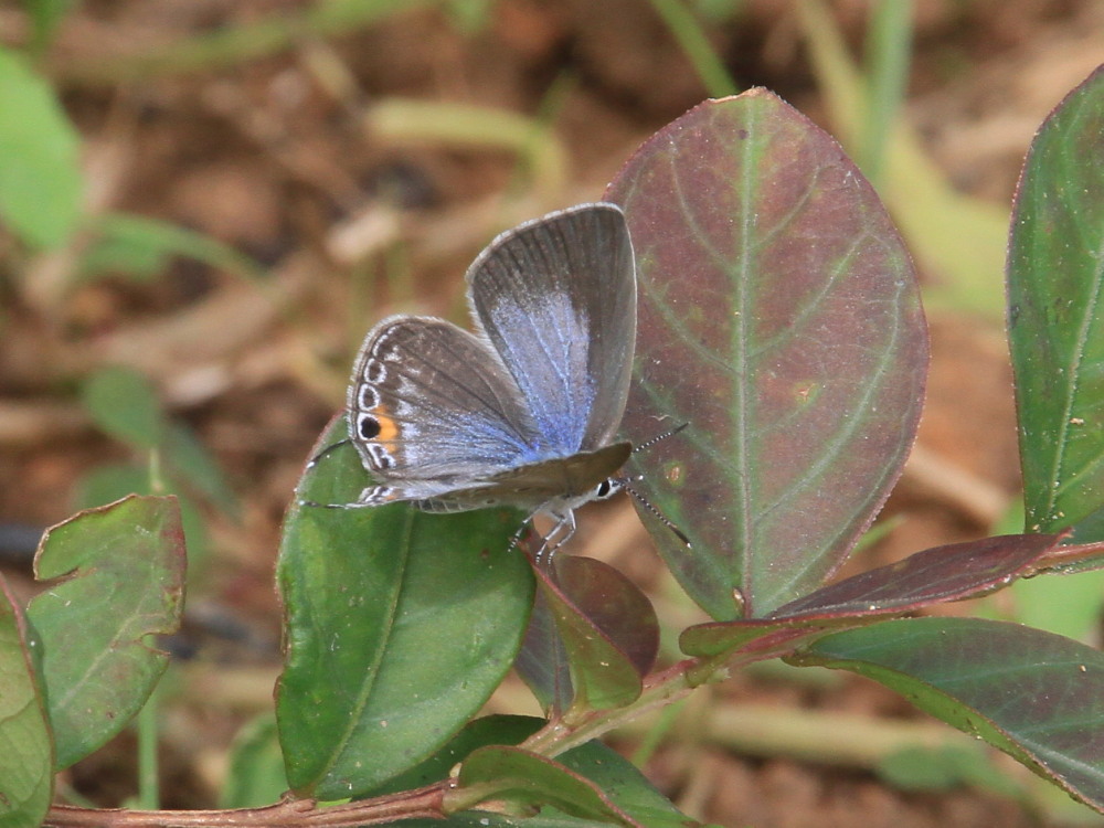 クロマダラソテツシジミ これもわんさか。 2014.6.20-23沖縄18 _a0146869_651880.jpg