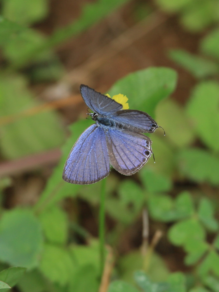 クロマダラソテツシジミ これもわんさか。 2014.6.20-23沖縄18 _a0146869_6534560.jpg