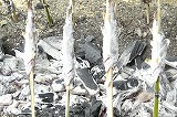 c0205169_11222975.jpg