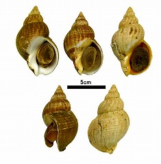 浦幌で、世界最古の新種貝化石を発見_b0171771_04484136.jpg