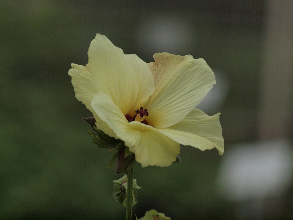 トロロアオイ 花オクラ 粒 の種 在庫有 の種 トロロアオイ 花オクラ 粒 の種 在庫有 の種