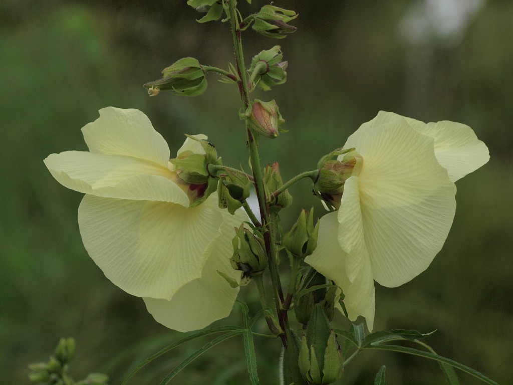 トロロアオイ 花オクラ 粒 の種 在庫有 の種 トロロアオイ 花オクラ 粒 の種 在庫有 の種