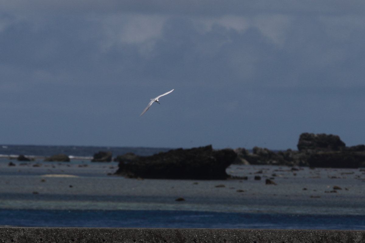 宮古島　　エリグロアジサシ　その２_a0052080_20453827.jpg