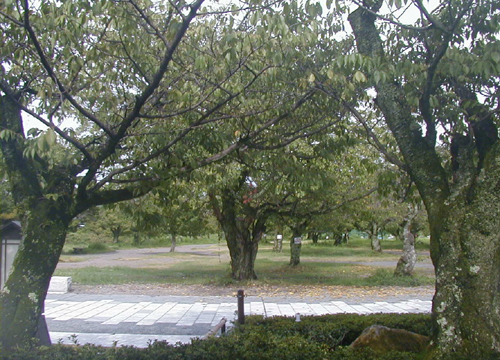 ●嵐山駅前の変化、その３４４（桜の林、温泉）_d0053294_0565868.jpg