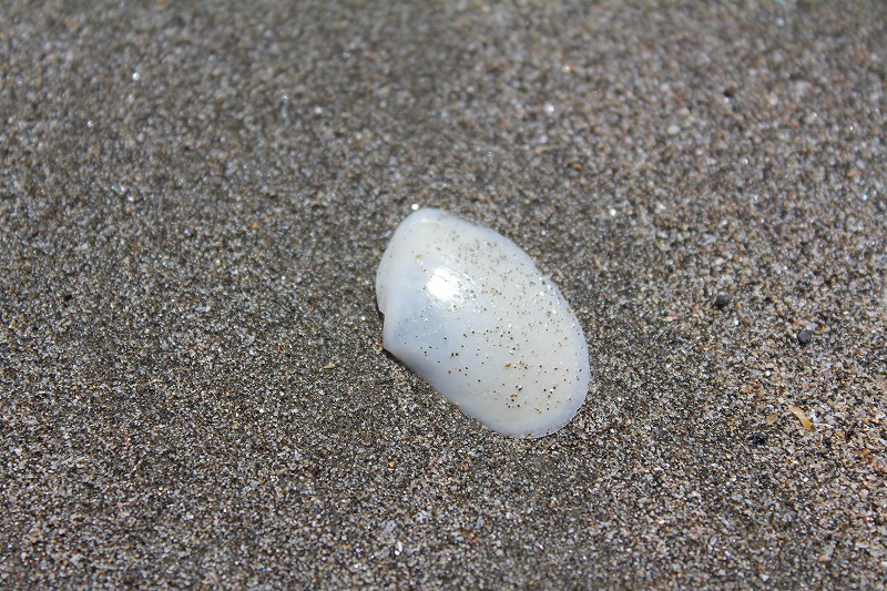 小学二年生の夏休み日記 10 【逗子海岸で海水浴編】_c0204298_13272851.jpg