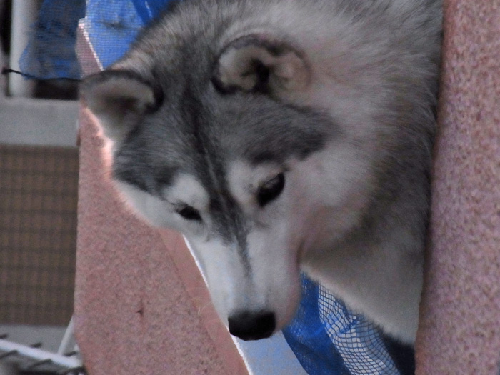 c0049299_13252720.jpg