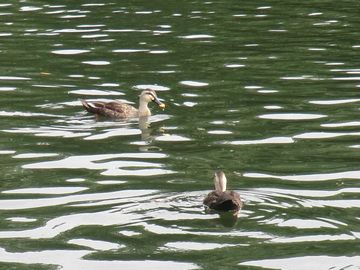 2014年8月25日（月）； 曇り～雨～曇り＜＜＞晴れ_d0051601_13422744.jpg