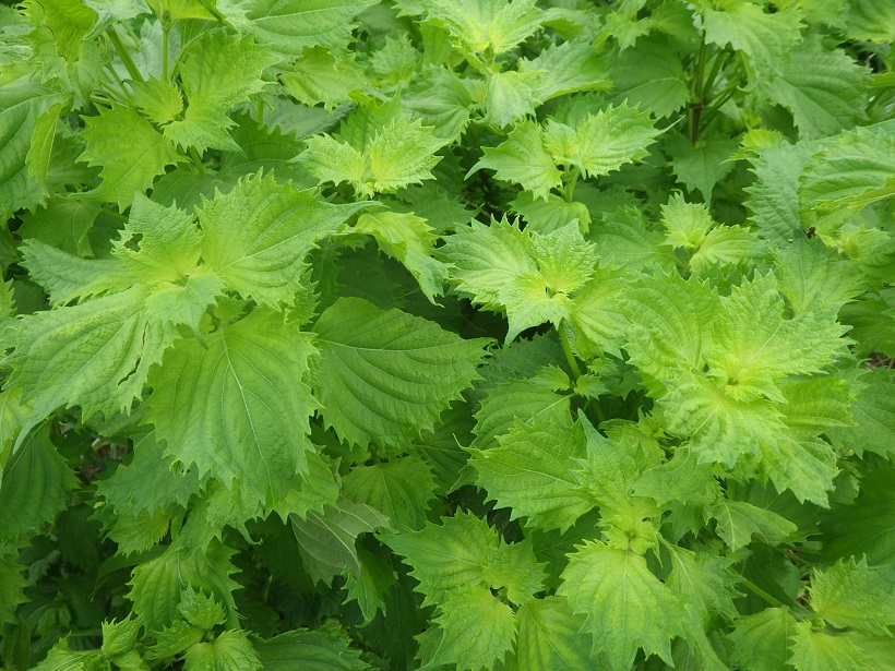 c0280206_16165657.jpg
