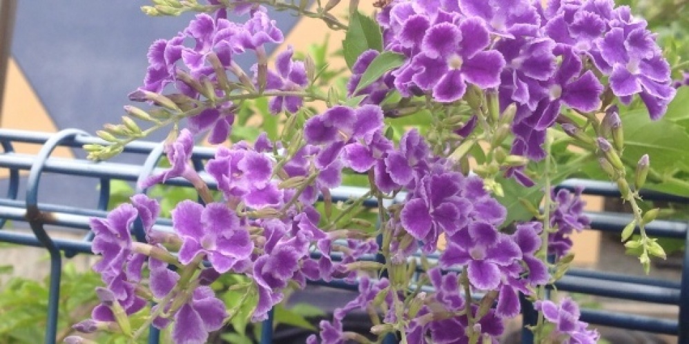 デュランタ の 花 磯 良 の 海 デュランタ の 花 磯 良 の 海