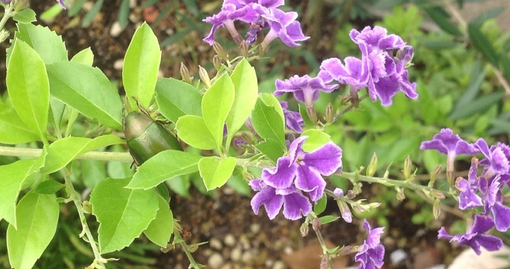 デュランタ の 花 磯 良 の 海 デュランタ の 花 磯 良 の 海