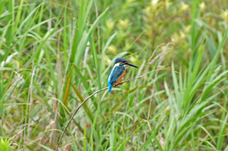 カワセミ（幼鳥）_c0042418_7525733.jpg