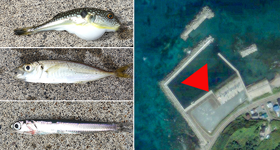 2014 8 27 積丹半島先端部 野塚漁港の釣り 11 30 13 30 たどり着いたら いつもチカ釣り 2014 8 27 積丹半島先端部 野塚漁港の釣り 11 30 13 30 たどり着いたら いつもチカ釣り