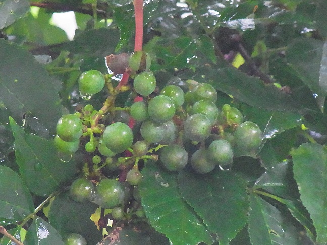 c0225927_18365714.jpg