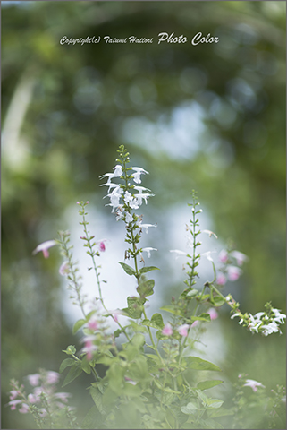 夏の終わりの花たち　１_f0078127_21252872.jpg