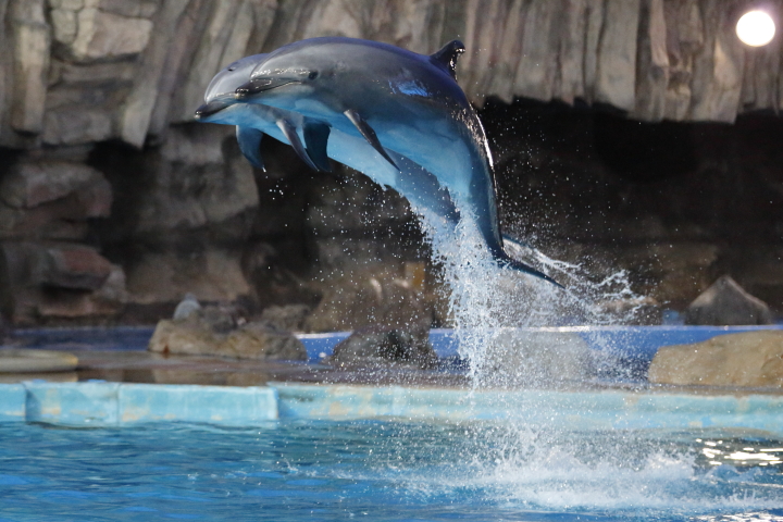 Port of Nagoya Public Aquarium　【August 2014】_f0253927_21271111.jpg