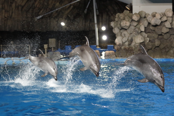 Port of Nagoya Public Aquarium　【August 2014】_f0253927_21283474.jpg