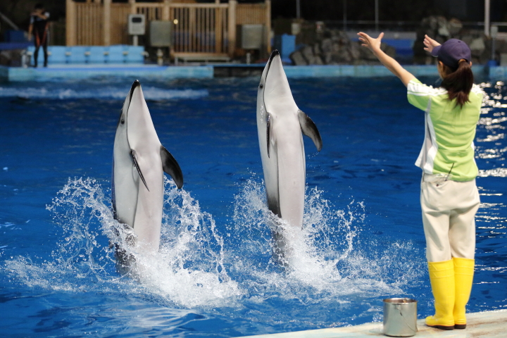 Port of Nagoya Public Aquarium　【August 2014】_f0253927_21292629.jpg