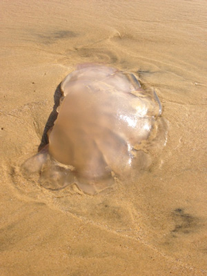 b0147329_936528.jpg