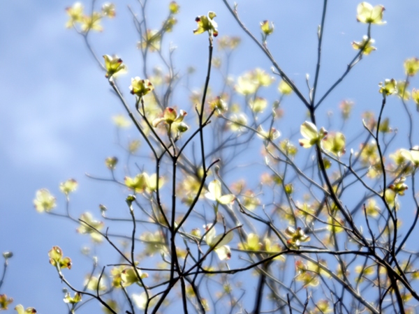 『2013/4/9の長久保都市緑化植物園　の１０』_e0296043_02060937.jpg