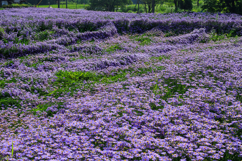 北山友禅菊の咲く里（左京区久多）_f0155048_20504681.jpg