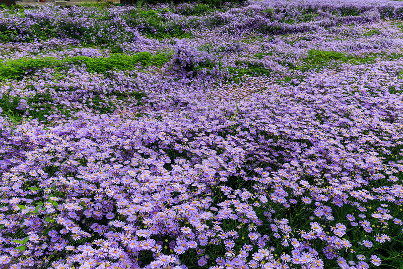 北山友禅菊の咲く里（左京区久多）_f0155048_21123191.jpg