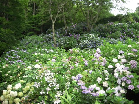 観音寺のあじさい鑑賞②（福知山市）_d0049152_1247164.jpg