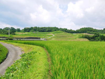 菊池水源棚田米 お米の花が咲きました!!_a0254656_17154639.jpg