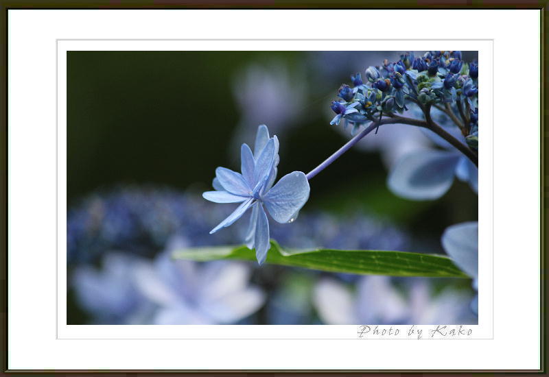 8月の花_f0135356_19164093.jpg