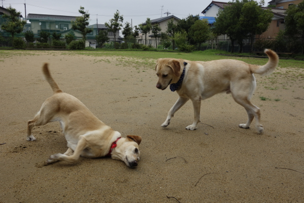 雨降りは・・・_d0238057_12481408.jpg