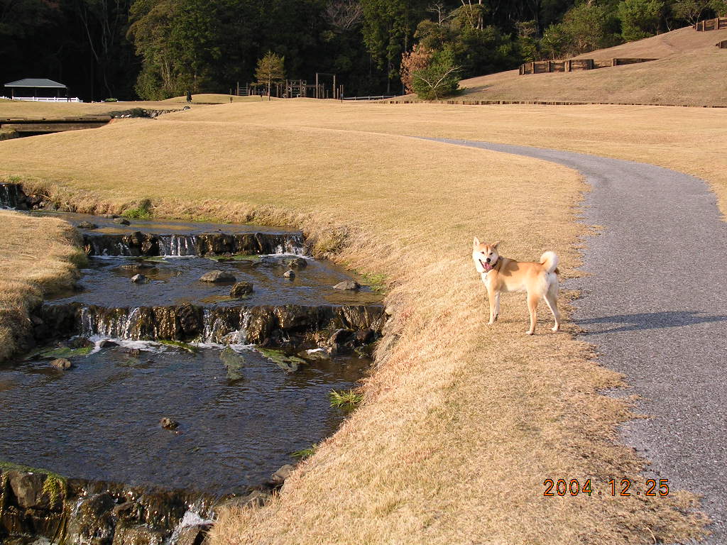 ’14,8,27(水)愛ちゃんの雄姿!_f0060461_10175411.jpg