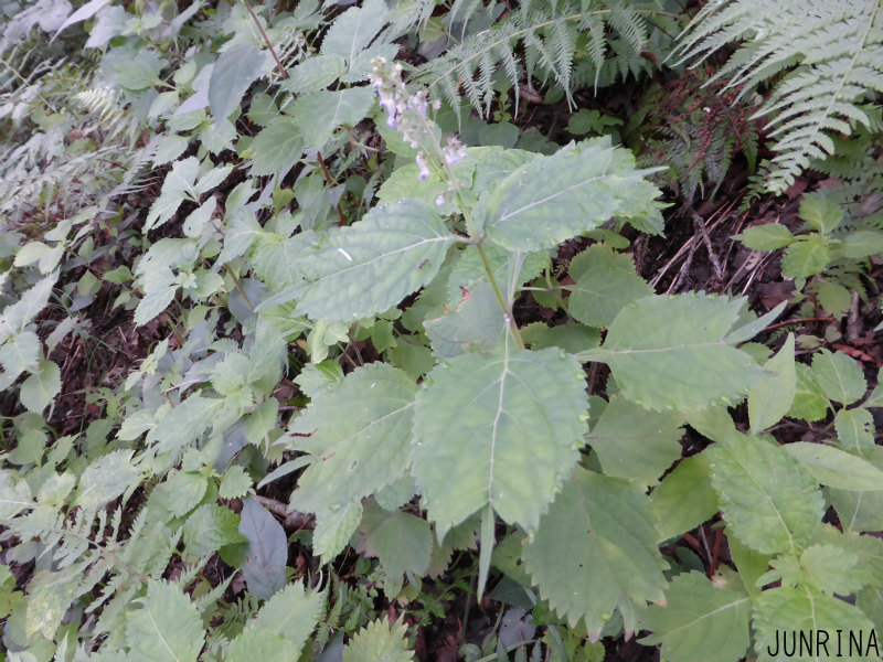 d0110562_00034235.jpg