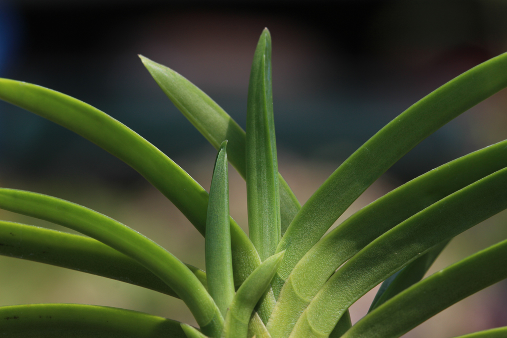 富貴蘭　建国縞No.136 富貴蘭 建国縞136