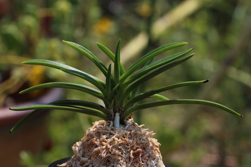 富貴蘭：136建国殿 : The blog of meraki