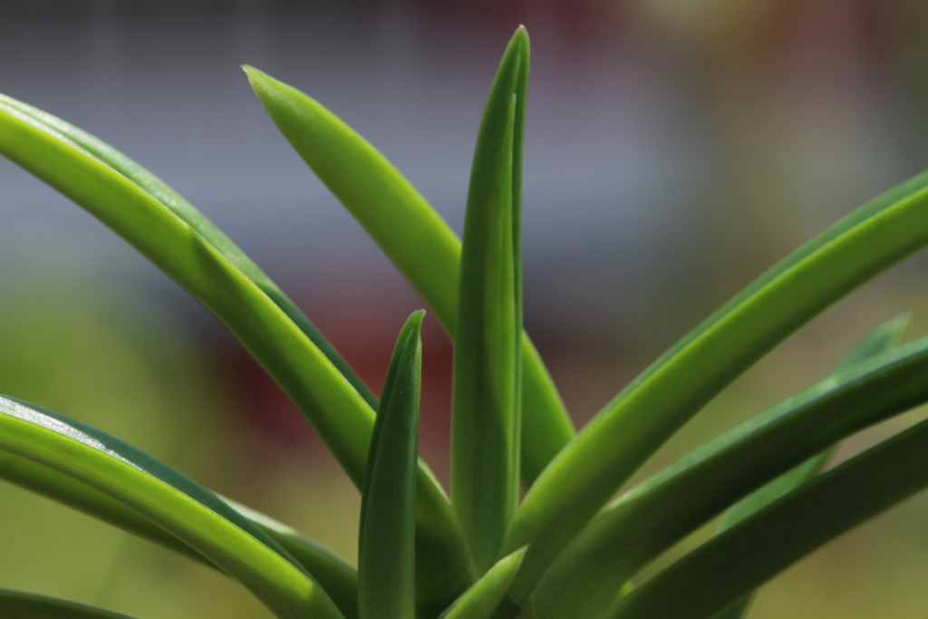 富貴蘭　建国縞No.136 建国縞 №136 | 富貴蘭の楽しみ方