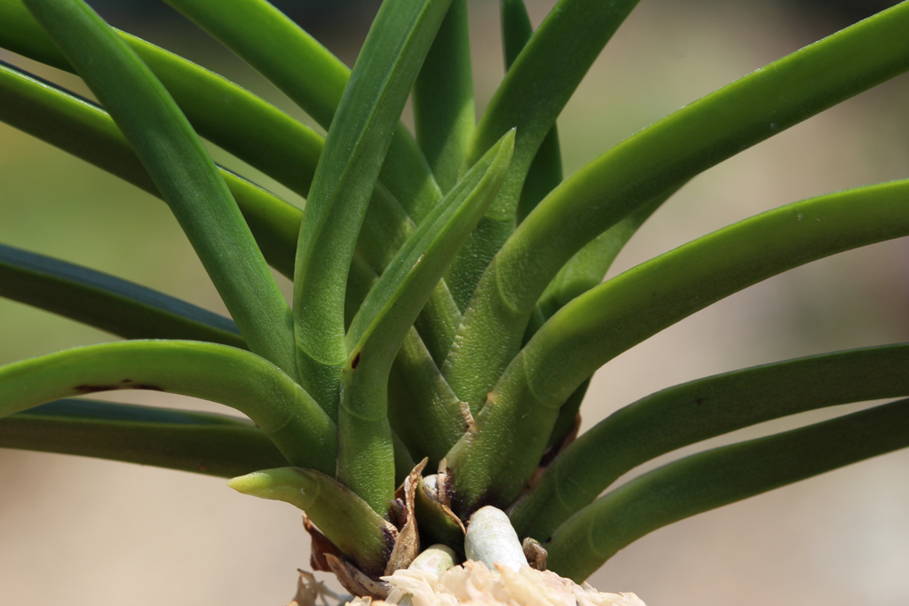 富貴蘭　建国縞No.136 富貴蘭 建国縞136