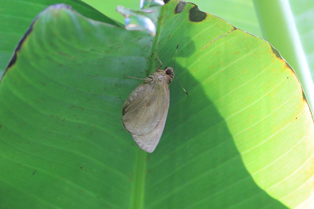 バナナセセリ　　昼間の成虫確認は困難。　2014.6.22沖縄１９_a0146869_633392.jpg