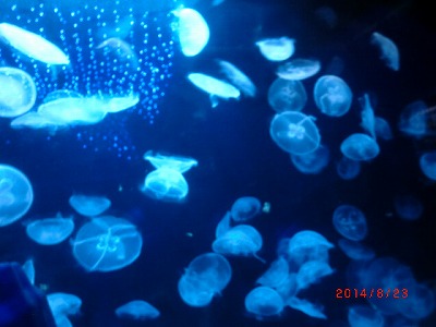 a0185783_12165157.jpg