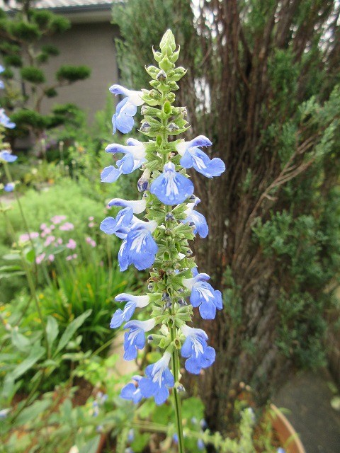 b0182884_005689.jpg