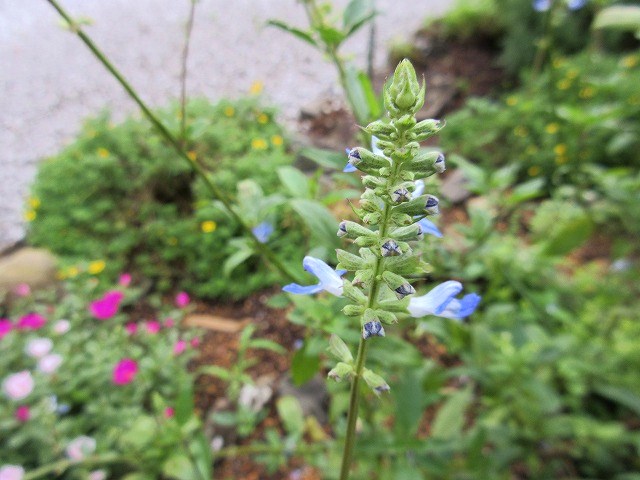 b0182884_013834.jpg