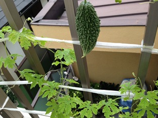 グリーンプロジェクト~欲張ってはいけませんね_b0117785_12343563.jpg