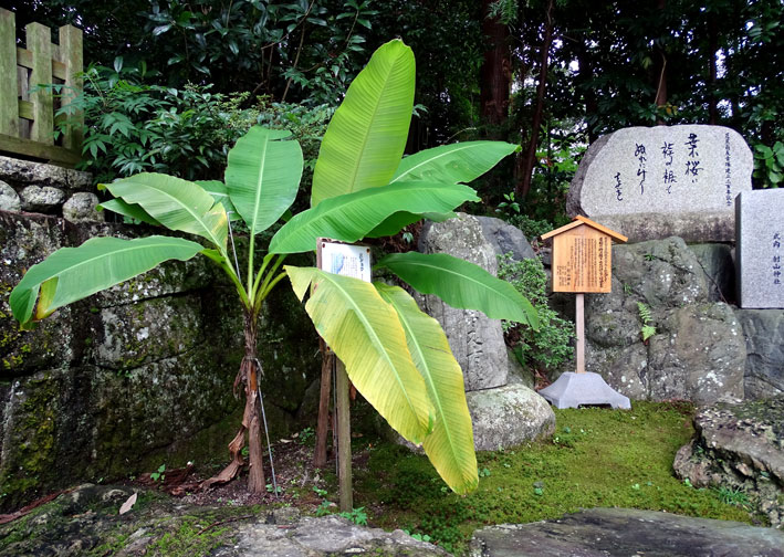 バショウの葉っぱがふさふさと_b0145296_15113114.jpg