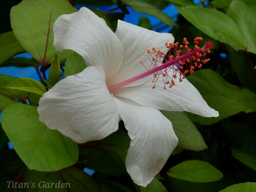 Hibiscus arnottianus subsp. arnottianus_b0099813_182335.jpg