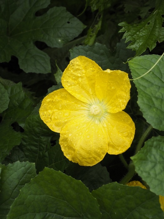 カボチャの雄花_c0116915_0164838.jpg